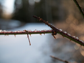 Frozen branch of a tree