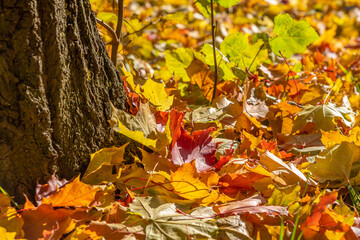 Autumn background made of fallen leaves and tree bark with a place for text.