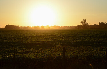 sunset in soybean field, yellowish sunset in soybean plantation