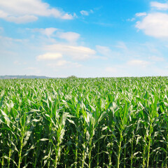 Corn field and blue sky with clouds