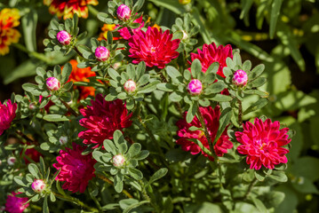 China Acter (Callistephus chinensis) in garden