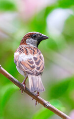 The house sparrow is typically about 16 cm (6.3 in) long, ranging from 14 to 18 cm (5.5 to 7.1 in). The house sparrow is a compact bird with a full chest and a large, rounded head.
