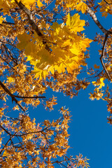 There are yellow maple leaves on the blue autumn sky.