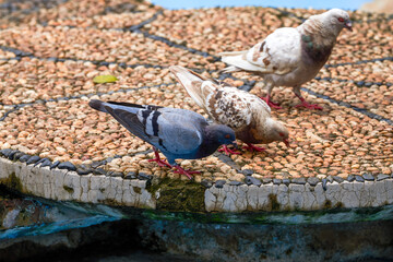 Close-up of a cute pigeon in the park