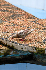 Close-up of a cute pigeon in the park