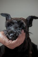 Close-up image of a puppy looking towards the camera while a man's hand grabs his mouth in a funny and amusing way. Concept of spending time with your pet.