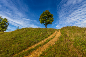 Fototapeta premium A tree on top of a hill against a blue sky with clouds. The road to the top of the hill. Lonely tree against the sky. Bright greens.