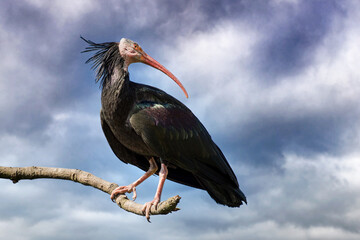 The Northern Bald Ibis against stormy sky. This very rare bird is indigenous to North Africa and there are very few left in the wild. It is now on the critically endangered list