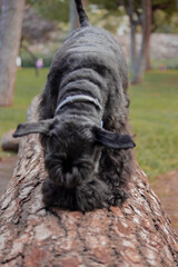 Doggie sniffing on the wooden log in the outdoor park on a sunny day.