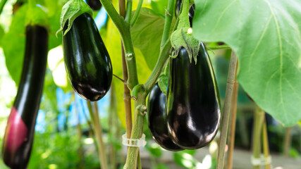 Eggplant or aubergine bush growing in greenhouse. Autumn harvest. Agriculture concept. Selective focus.