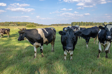 Cows grazing on a sunny meadow in summer.