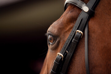 Close up of the head of a calm horse. Macro photography of horse eye. Iris eye stallion. Landscape...