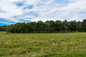 Fototapeta na wymiar Zielona łąka, drzewa i błękitne niebo.