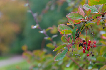 barberry korean leaves berries bush Berberis koreana . High quality photo