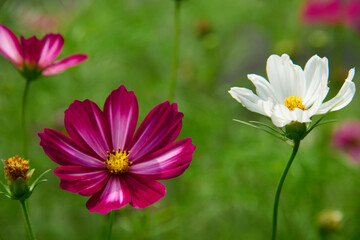 Close up of cosmeas on blurry background. Beautiful decorative flowers with bright buds. Concept of nature background. Selective focus.