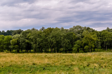 Fototapeta na wymiar Zielona łąka, drzewa i błękitne niebo.