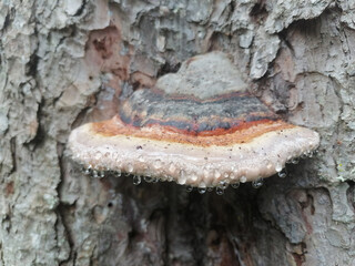 Red-belt conk, Fomitopsis pinicola growing on fir tree. Photo of a mushroom on a tree with dew drops. Trametes pinicola - obrazy, fototapety, plakaty
