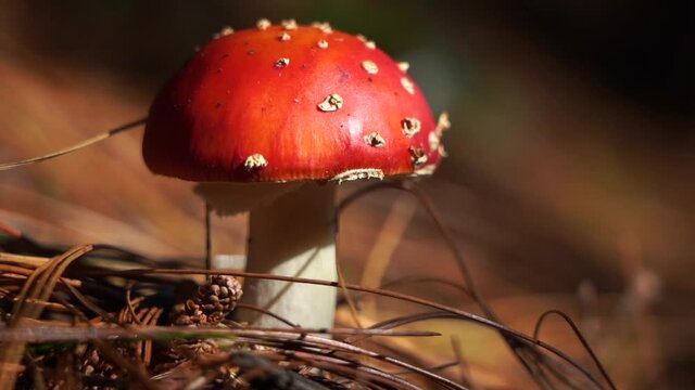 close up mushroom fly agaric in autumn forest background. toxic and hallucinogen red poisonous amanita muscaria.