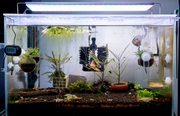 Red bee dwarf shrimp freshwater aquarium tank with light on top show decorative, aquatic plant and dwarf shrimp look for food and eat different kind of food in tank. © narong