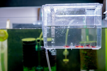Wide shot of Yellow nose sulawesi dwarf shrimp stay inside nursery or storage box before bring them into aquarium tank. © narong