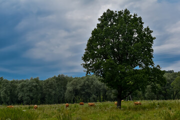 Krowy pasące się na łące i błękitne niebo. © Krzysztof Głowacki