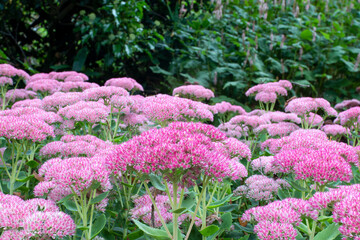 Autumn stonecrop (Sedum 'Autumn Joy' 'Herbstfreude')