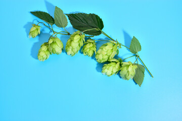 The pattern of the fresh green hop cones laid out on a blue background. Background for advertising beer, fresh spices and seasonings.