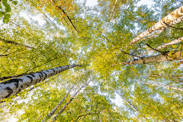 leaves in the forest