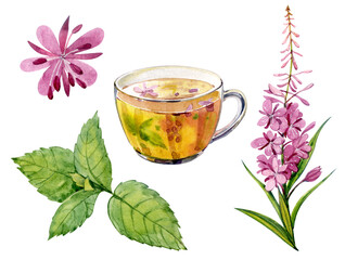 Watercolor clip art. A cup of herbal tea, Mentha leaves and Epilobium angustifolium flowers.