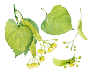 Watercolor clip art. Flowering Tilia and green leaves.