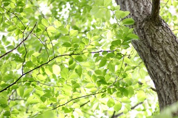 新緑の樹木