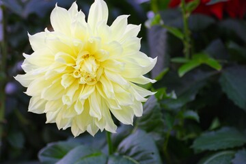 黄色のダリアの花