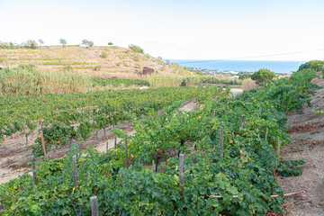 Spanish vineyard fields on the Catalan coast