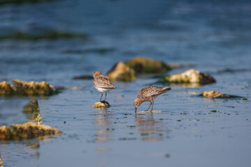 Curlew Sandpiper (Calidris ferruginea) feeding on the seashore