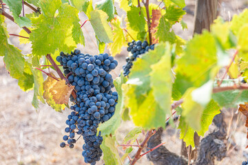 Bunches of grapes from a Spanish vineyard on the Catalan coast