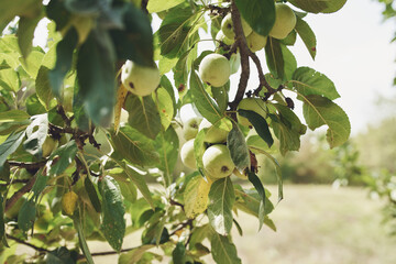 green leaves nature trees are fresh air
