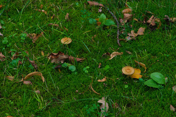 small mushrooms on the grass among fallen leaves autumn landscape. High quality photo