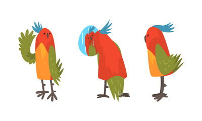 Funny Parrot Looking at Mirrow and Waving Wing Vector Set