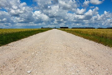 Rural landscape with wheat fields and beautiful cloudy sky. Dirt straight road leading to the horizon
