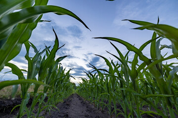 cornfield, silage. Closeup of tops of leaves of silage maize against the blue sky. Maize crop in corn field, low angle view. High quality photo