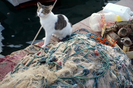 Hauskatze neben alten Fischernetzen am Pier am Hafen in der Altstadt von Foca im Licht der Abendsonne am &Auml;g&auml;ischen Meer und Mittelmeer in der Provinz Izmir in der T&uuml;rkei