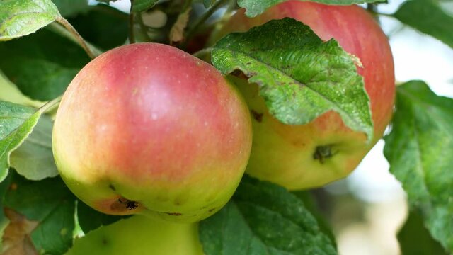 Picking apples. Ripe apples on a tree in green foliage. Autumn harvest.
