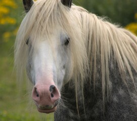 Horse portrait of gray dappled horse with a blond mane