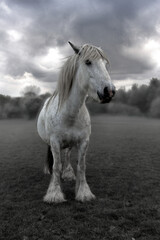 A young friendly cob / horse posing in front of a moody sky, ultra wide angled