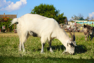 Naklejka na ściany i meble Cute goats on pasture at farm. Animal husbandry