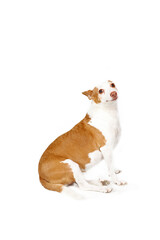 podenco dog sitting isolated on white background 