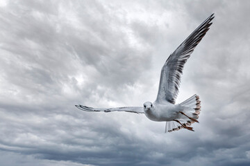 seagull flying in a cloudy sky 