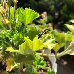A close-up photo of a bee on a plant