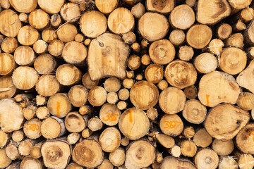 Gefällte Bäume zu einem Holzhaufen aufgestapelt und auf einem Polter abgelegt. Käferholz, Borkenkäfer