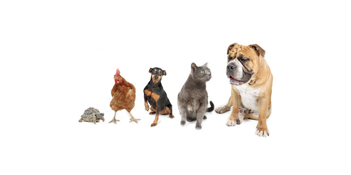 group of different animal turtle chicken dogs and cat isolated on white 